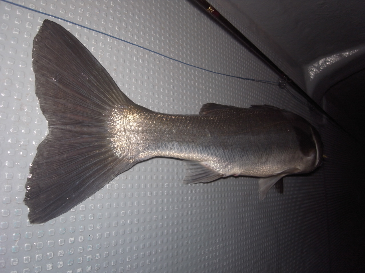 c0153951_21994.jpg