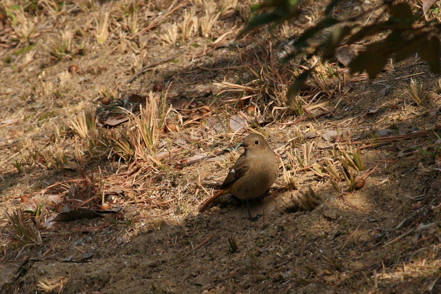 野鳥日和、ジョウビタキ♀、メジロ、ジョウビタキ♂_a0030958_22543219.jpg