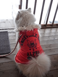 e0176159_21162532.gif