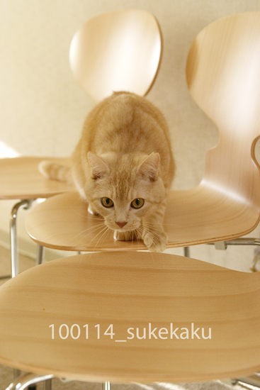 Canon 5D MarkⅡ フォーカスが・・・_a0002672_2382519.jpg