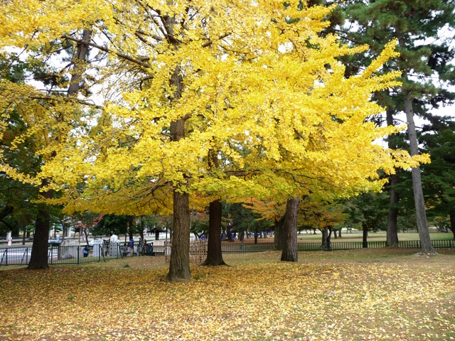 奈良公園の紅葉2009 銀杏その１_d0042474_10512473.jpg