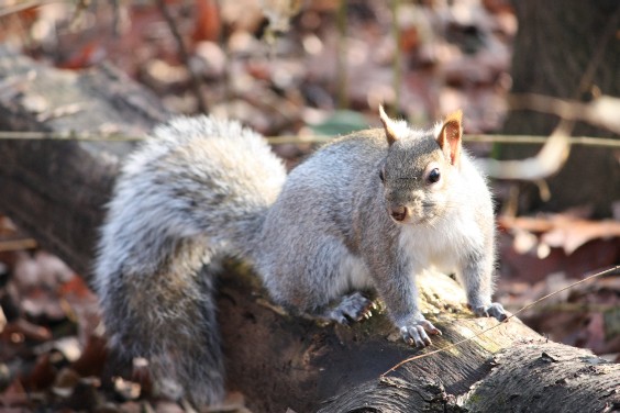 カナダで出会ったリスたち 保存版 随時写真追加 ぱんぱんのきままな日常