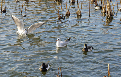 上野不忍池の鳥（１月８日）_f0168676_9221962.jpg