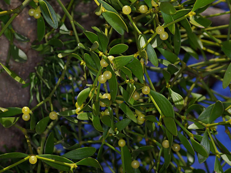 ヤドリギ（舞鶴公園 2010/01/03撮影）_f0204094_9475233.jpg