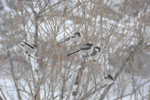 野鳥が沢山見られる季節_e0120896_8164473.jpg