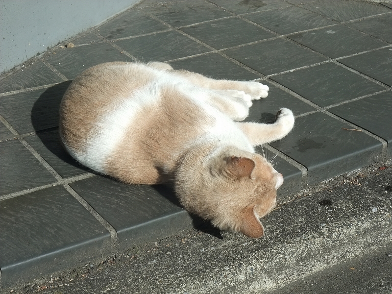 ＦＵＪＩＦＩＬＭ　３Ｄカメラ_f0050534_7104936.jpg