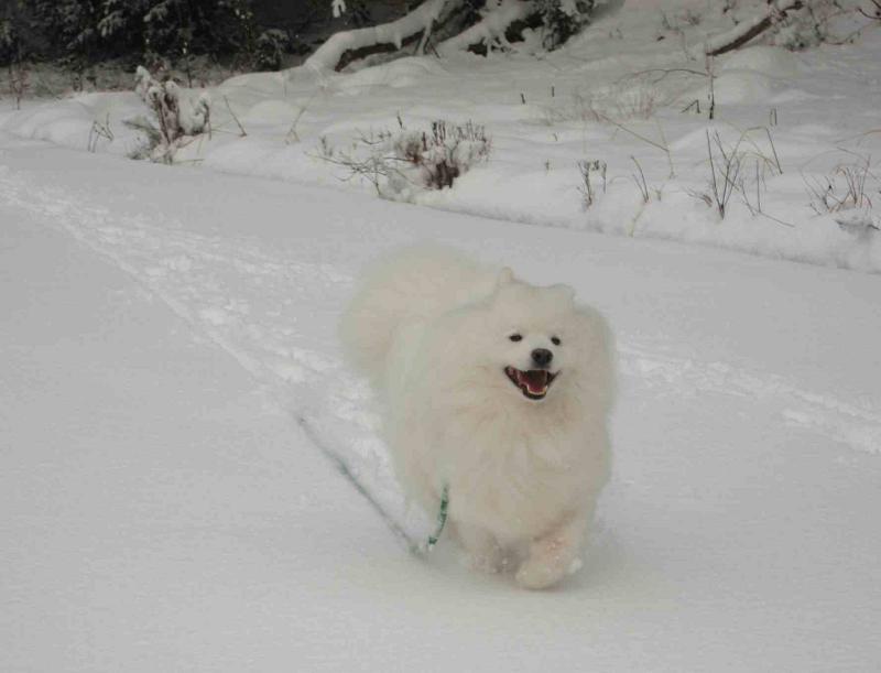 雪だよ~♪_b0177436_23253988.jpg