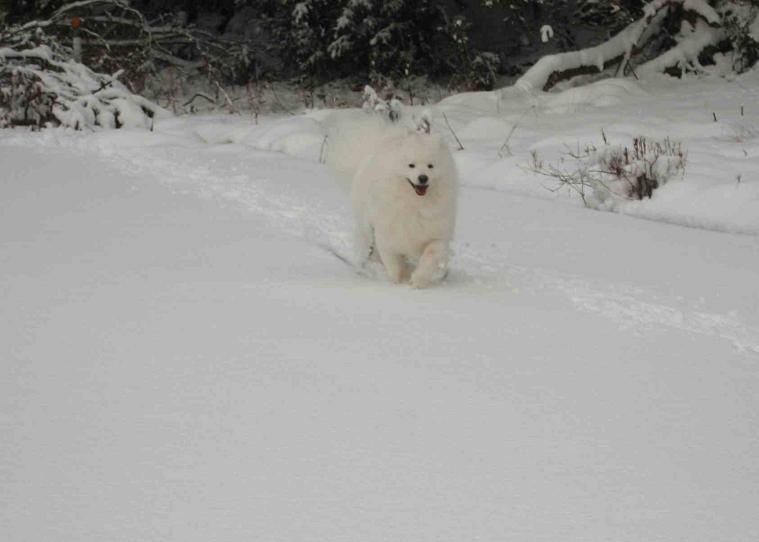 雪だよ~♪_b0177436_23272198.jpg