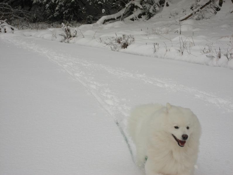 雪だよ~♪_b0177436_23295663.jpg