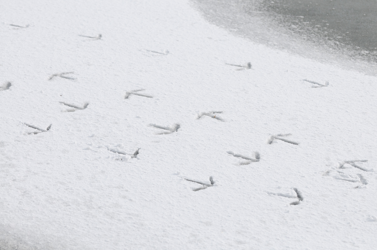 雪の足跡 鳥 撮り トリミング