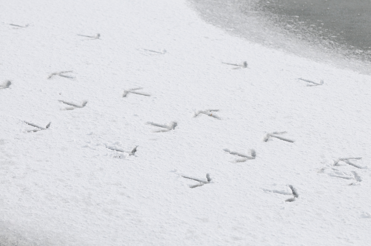 雪の足跡 鳥 撮り トリミング 雪の足跡 鳥 撮り トリミング