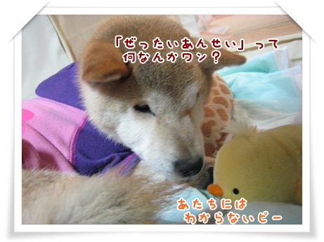 サイの気持ちを考えると_c0049950_1864435.jpg