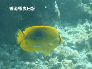 f0190653_916145.gif