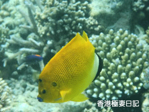 f0190653_9174180.gif