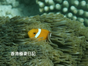 f0190653_917526.gif