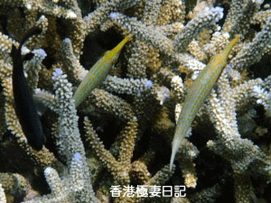 f0190653_917950.gif