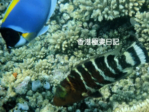 f0190653_9181658.gif