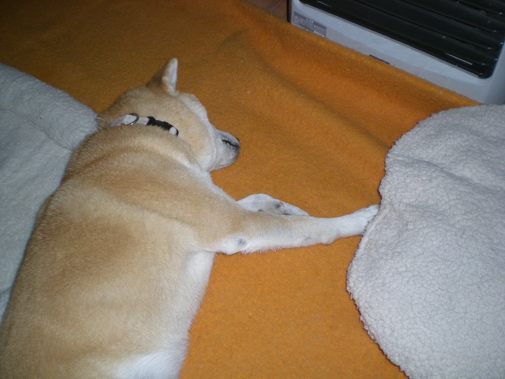 2010年1月16日(土)今日の水彩画は?_f0060461_17292199.jpg