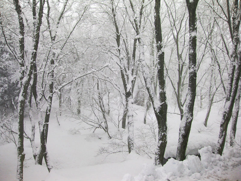 赤倉も大雪なんですって、、、、_a0031363_381284.jpg