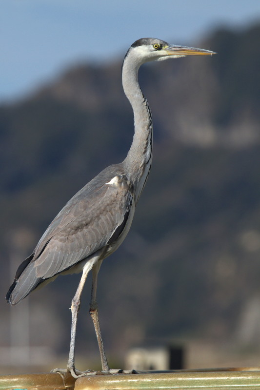 海辺の鳥たち_b0044477_0145137.jpg