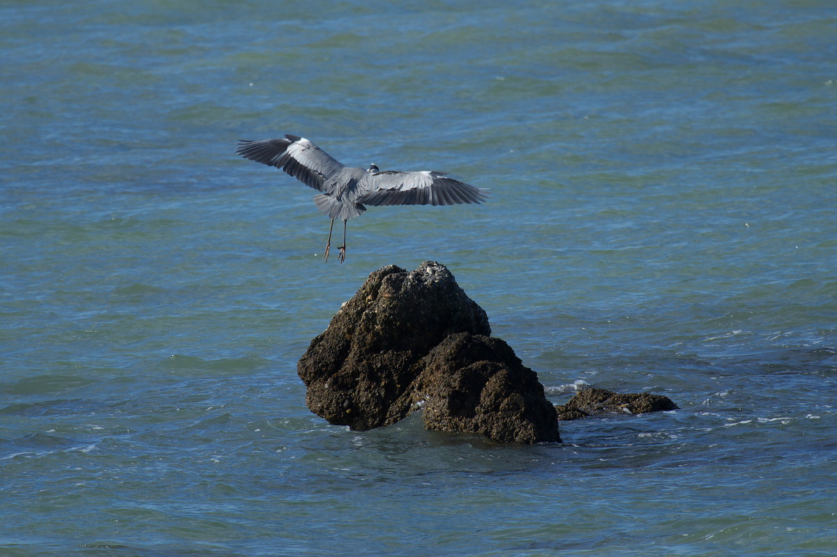 海辺の鳥たち_b0044477_015185.jpg