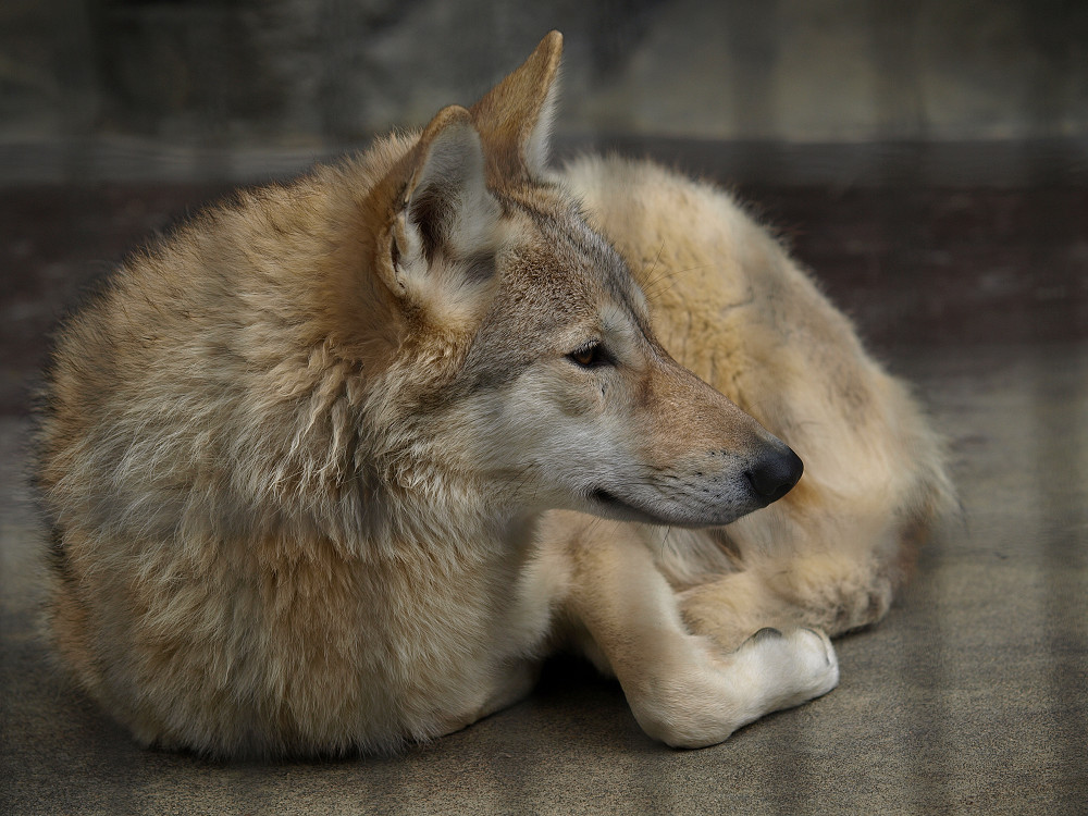 ｢天王寺動物園その3」_a0133692_0222335.jpg