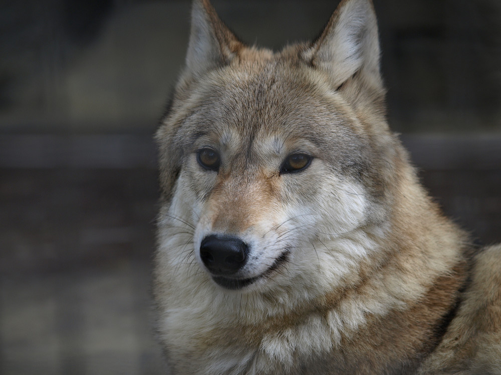 ｢天王寺動物園その3」_a0133692_0265650.jpg