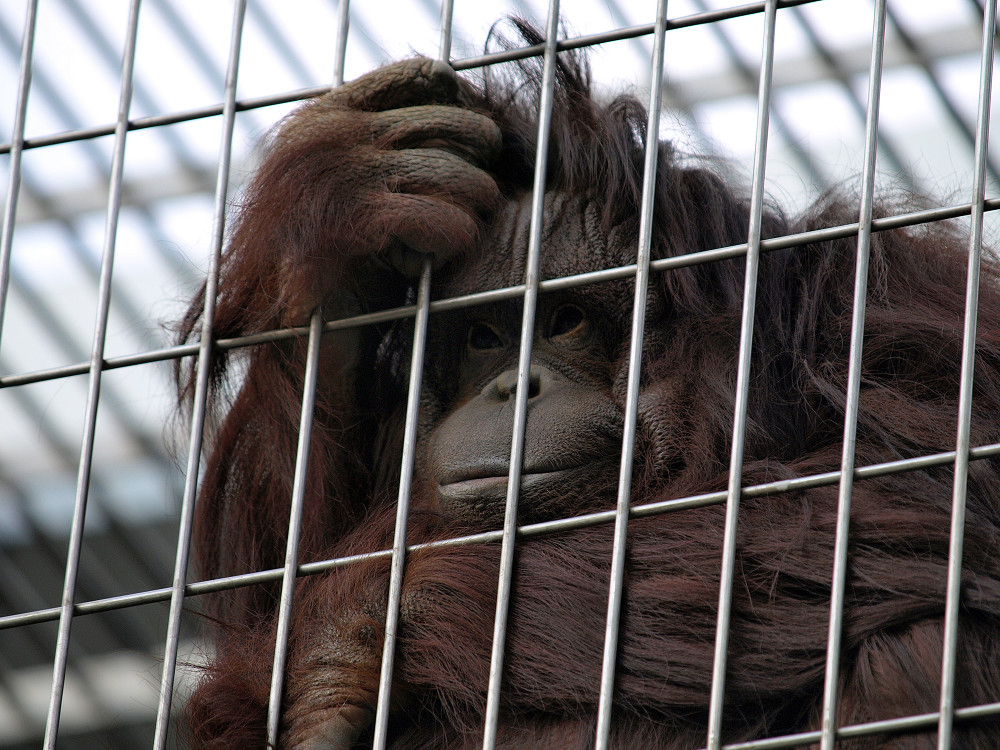 ｢天王寺動物園その3」_a0133692_0523732.jpg