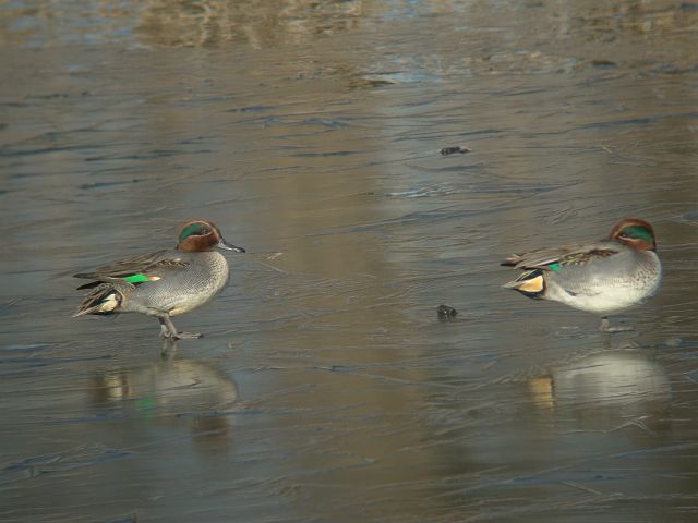 地元の　オカヨシガモ_c0079001_11223515.jpg