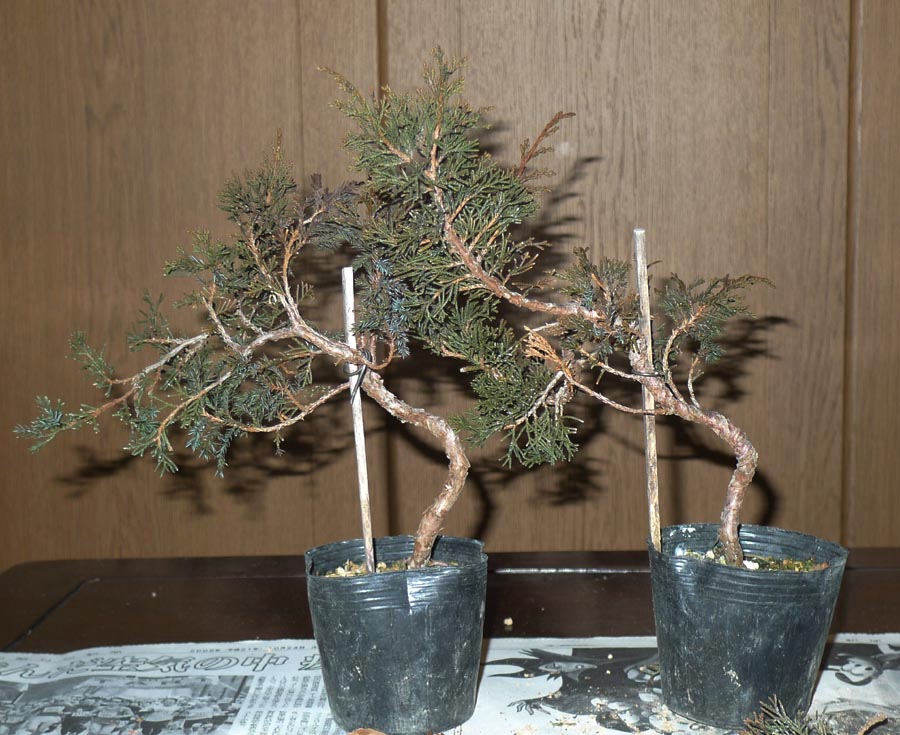 真柏文人素材作成 : 風流盆栽 真柏文人素材作成 : 風流盆栽