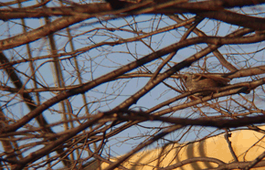 c0002621_22464726.gif