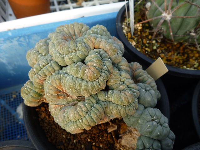 サボテンの一等当たる_b0054727_23241389.jpg