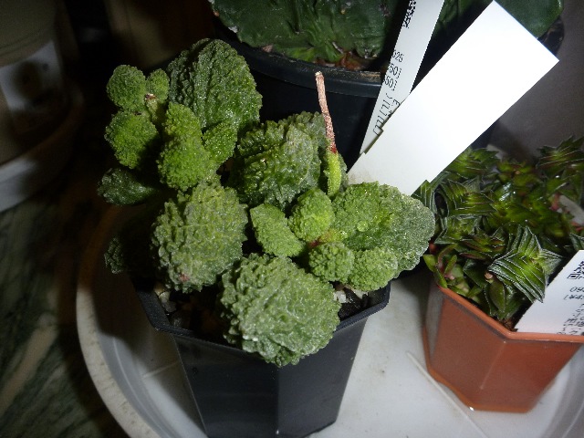 サボテンの一等当たる_b0054727_23261627.jpg