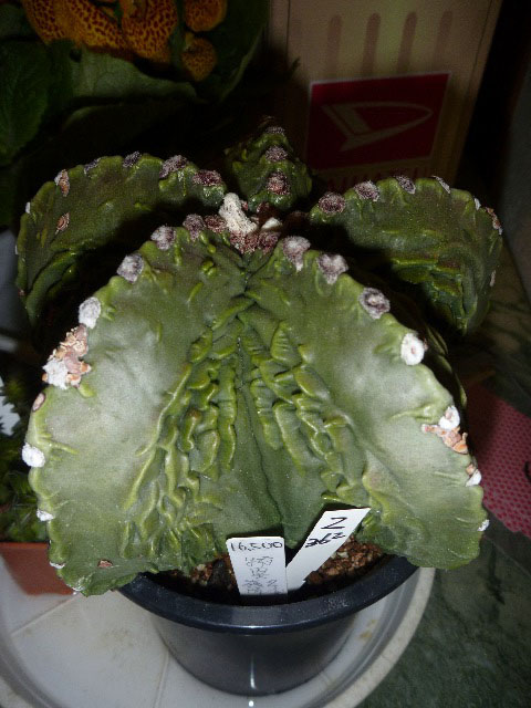 サボテンの一等当たる_b0054727_2333078.jpg