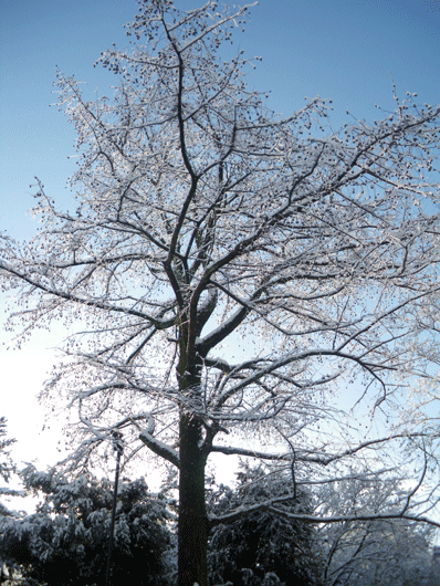 c0093046_991341.gif
