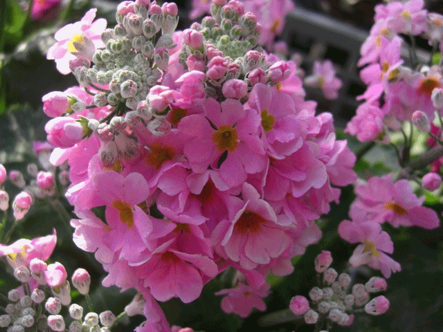 f0031546_16131570.gif
