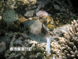 f0190653_17124349.gif