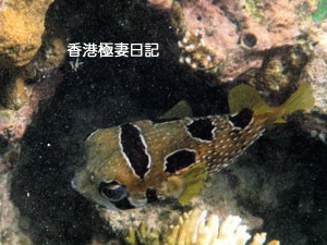 f0190653_17125619.gif