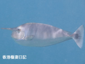 f0190653_17131794.gif