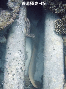 f0190653_17135362.gif