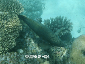 f0190653_17152136.gif