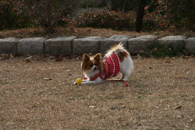 ユリノキ並木とおジョウさま、桜広場とワンちゃん_a0030958_226352.jpg