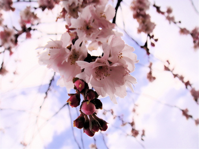 一月の桜　大阪　長居公園。_e0125762_32315.jpg