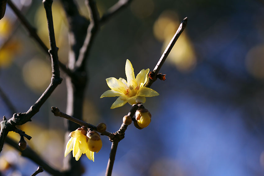 フラワーセンターの花　N01_e0153076_2385174.jpg