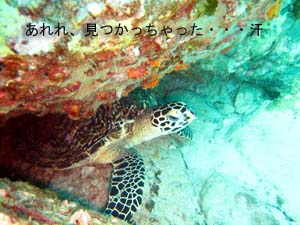 そうです!ぞうのぞうですよ☆_f0144385_1917515.jpg