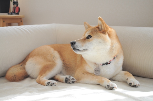 かぼちゃん、出発ですよ。_a0126590_08145.jpg