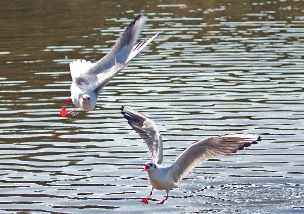 鳥の表情　ユリカモメ_c0104227_1364022.jpg