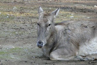絶滅危惧種を救え!_b0166128_10583449.jpg