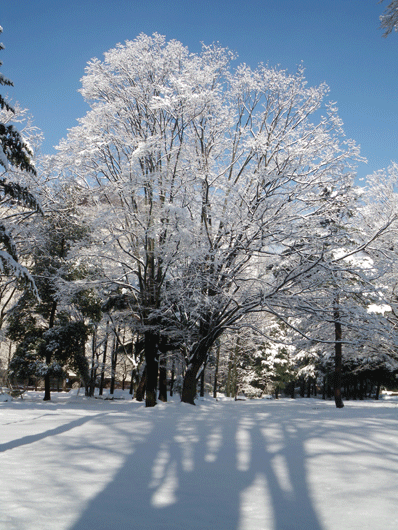 c0093046_738467.gif