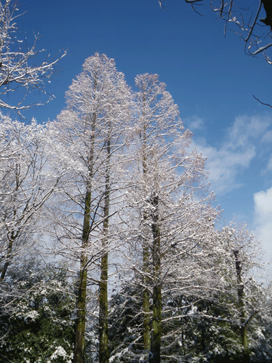c0093046_739220.gif